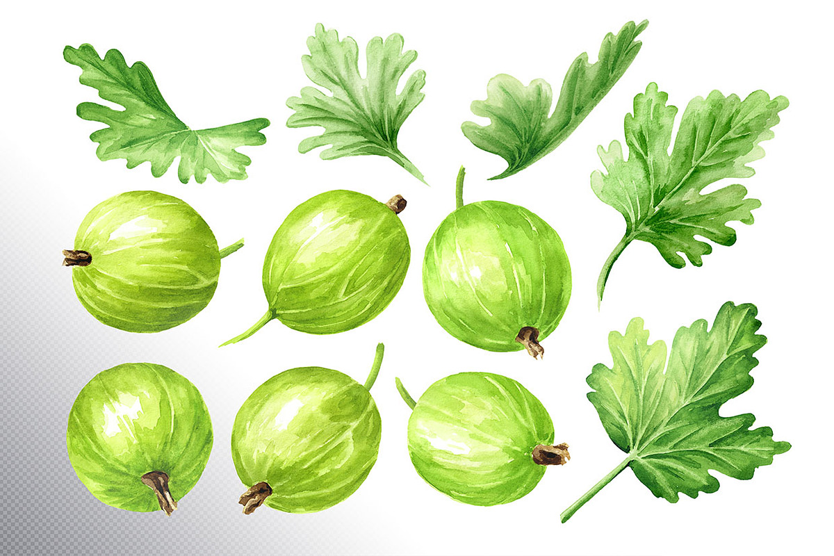 Amber Gooseberry. Watercolor set, a Food Illustration by Daria Ustiugova (Photo 22 of 23)