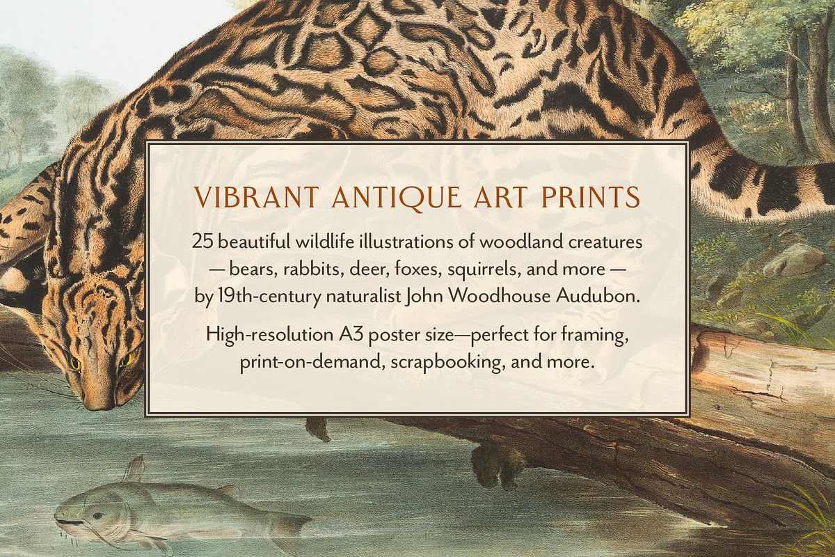 25 Vintage Mammal Prints by Audubon, an Animal Illustration by The Object Atlas (Photo 2 of 10)
