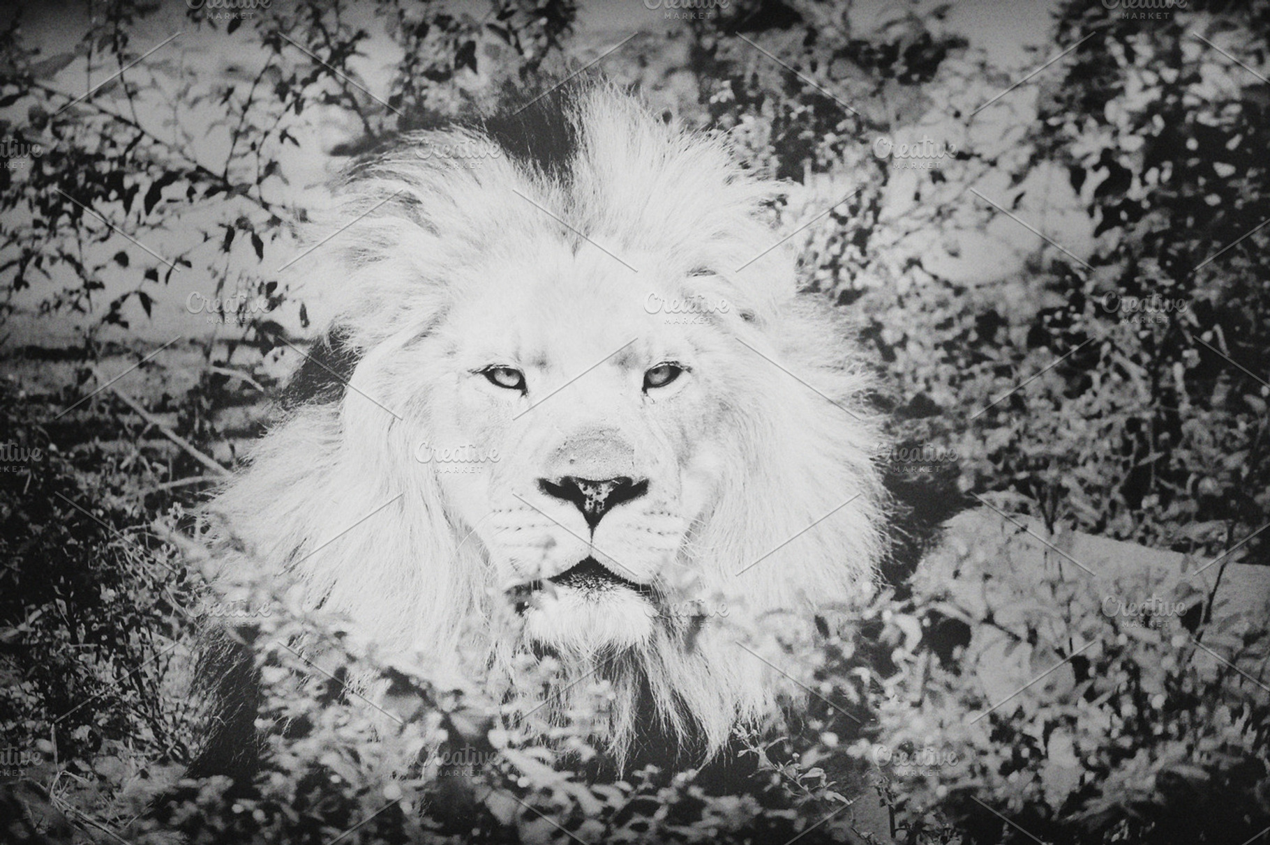 King Stock Photo Containing Monochrome And Lion