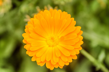 Closeup of a common yellow calendula, a Nature Photo by shahsoft