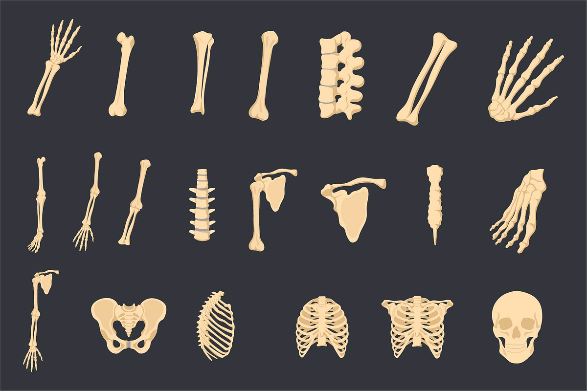 Human Skeleton Anatomy Bundle, an Education Illustration by Artnivora.Std (Photo 3 of 3)