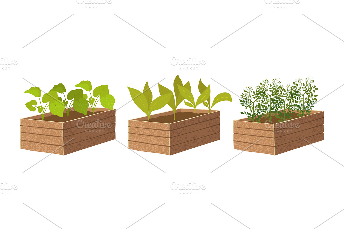 Young vegetable plants growing, an Object Illustration by Yayasya