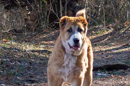 Central Asian sheepdog, Asian Shepherd puppie in the forest, an Animal Photo by MDBildes