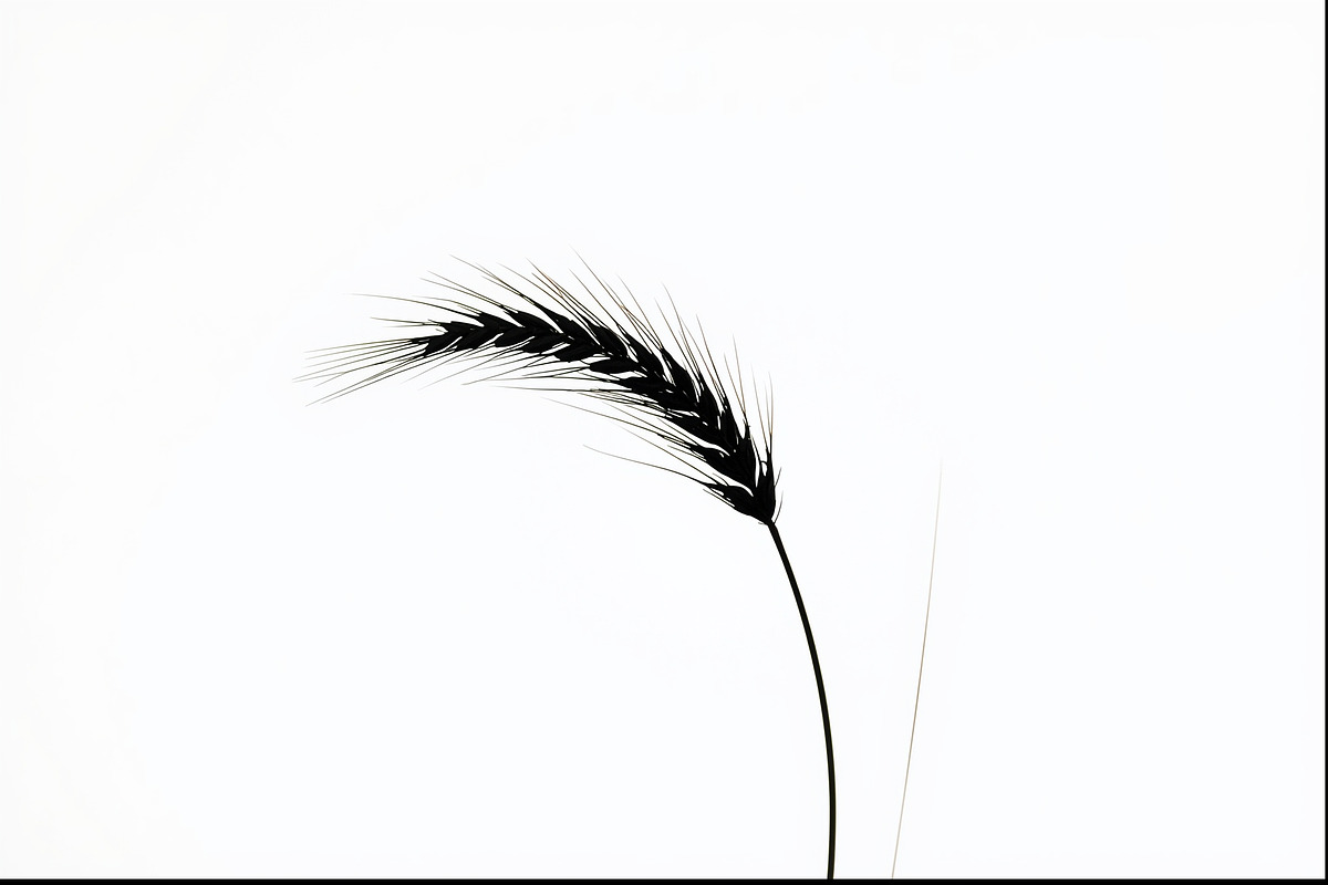 Wheat Clipart Vector Pack, an Illustration by jahid234 (Photo 4 of 9)