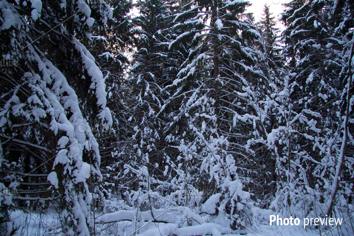 Winter forest landscape, an Illustration by Countryside life (Photo 6 of 7)