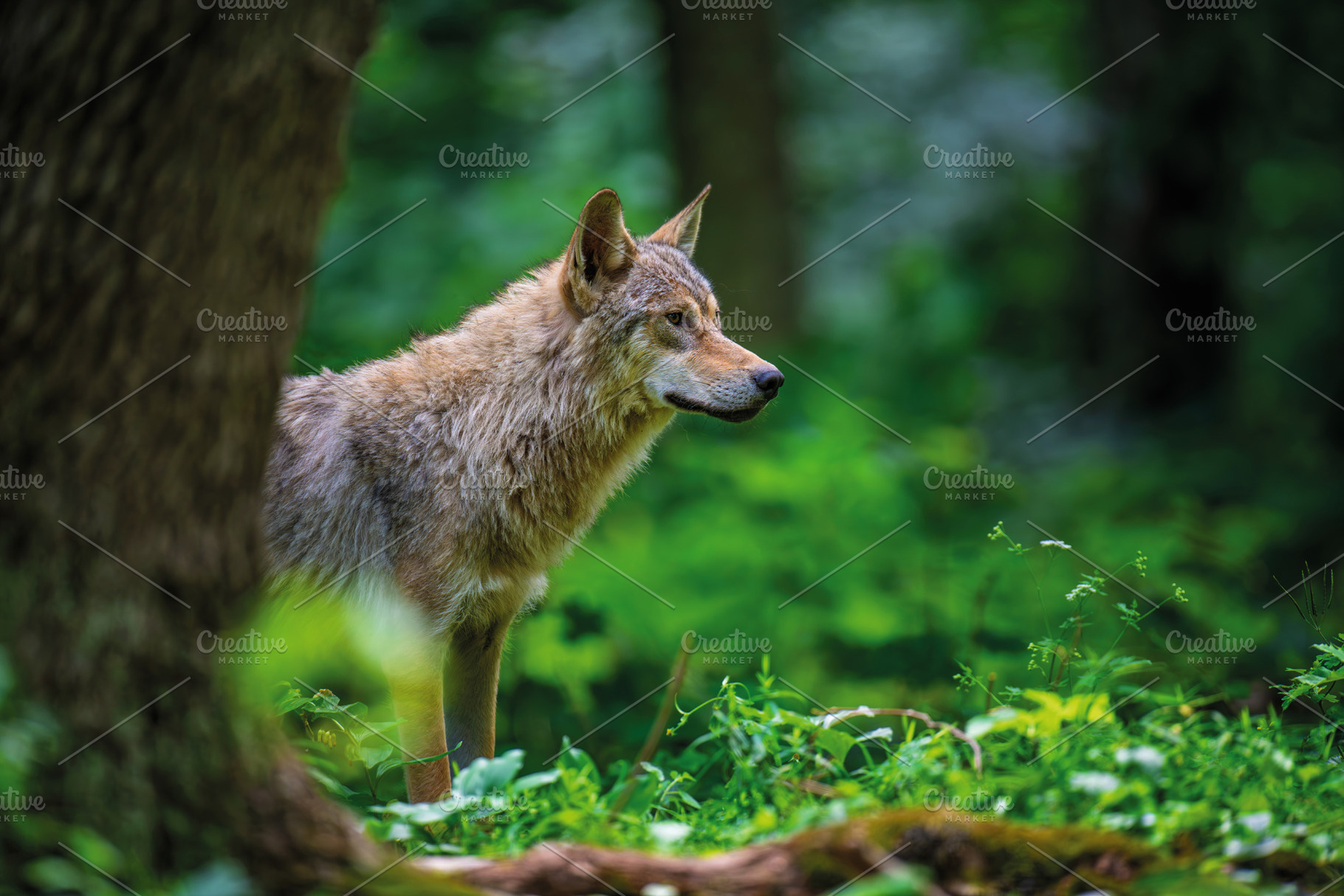Wolf in summer forest. Wildlife scene from nature. Wild animal i, an Animal Photo by Byrdyak