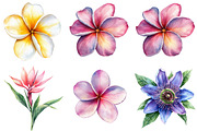Tropical Watercolor Flower Bundle, an Illustration by Pixels.Craft (Thumbnail 2 of 8)
