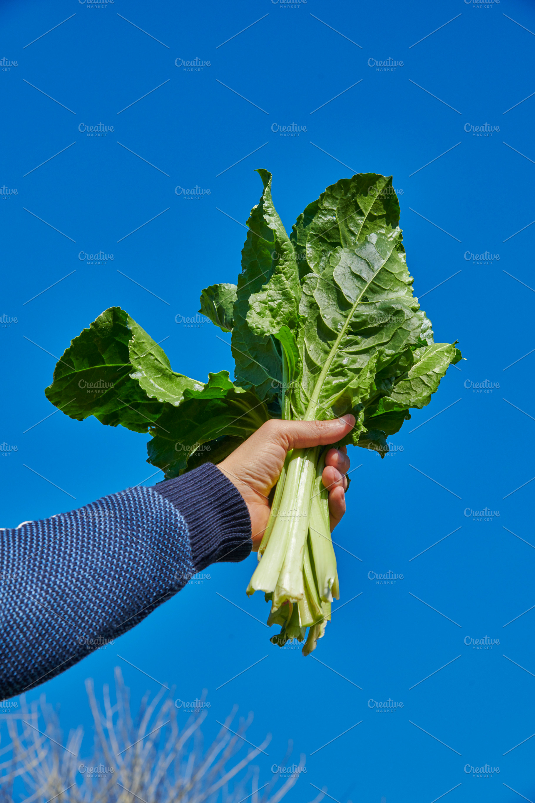 a man raises a bunch of wild swiss chard outdoors, a Photo by Nito