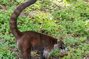 Coatimundi At Tikal Guatemala, an Animal Photo by THP Creative