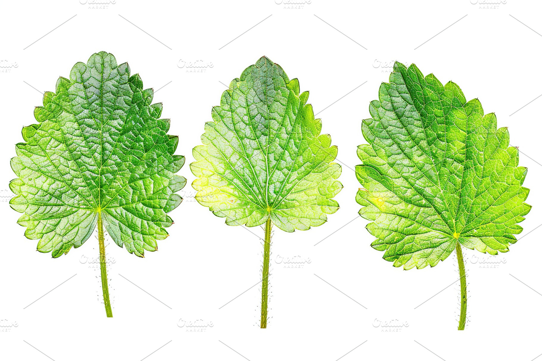 Strawberry leafs isolated on white background, a Food & Drink Photo by AlyaAnd