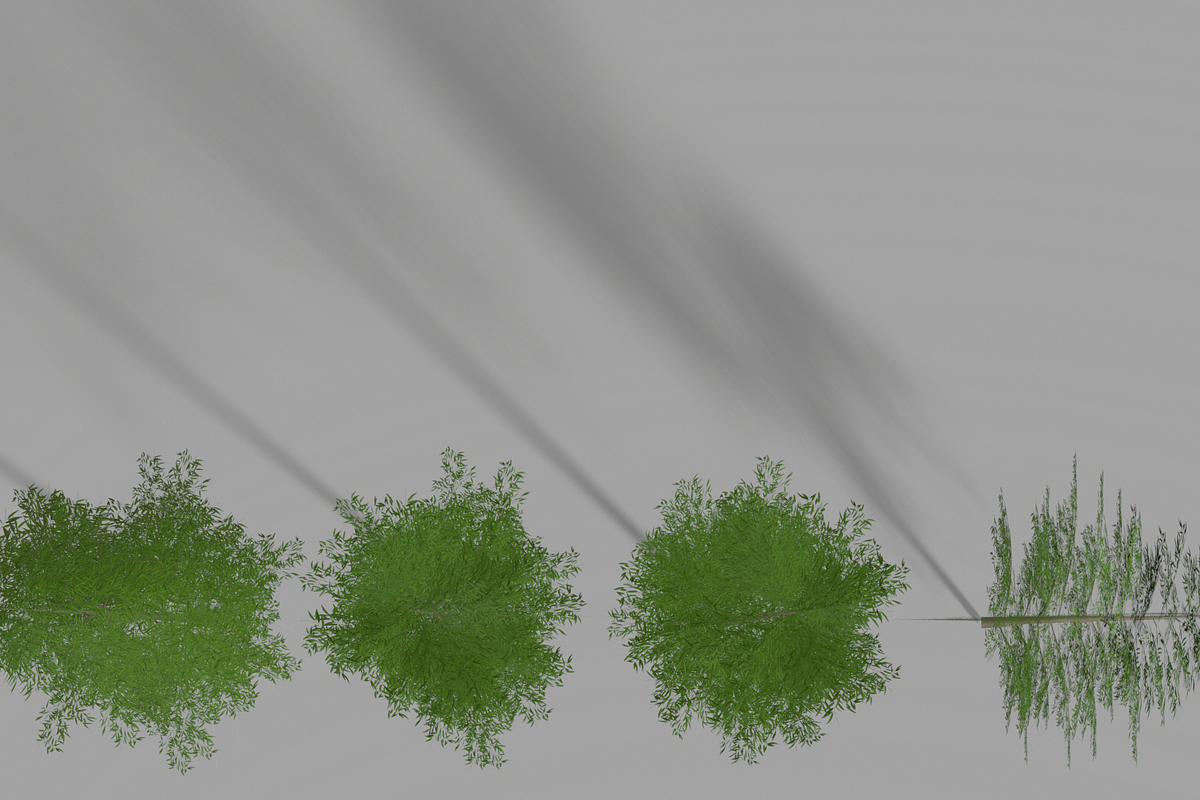 Eucalyptus tree #1, an Environmental 3D Model by AndrewWhite (Photo 6 of 13)