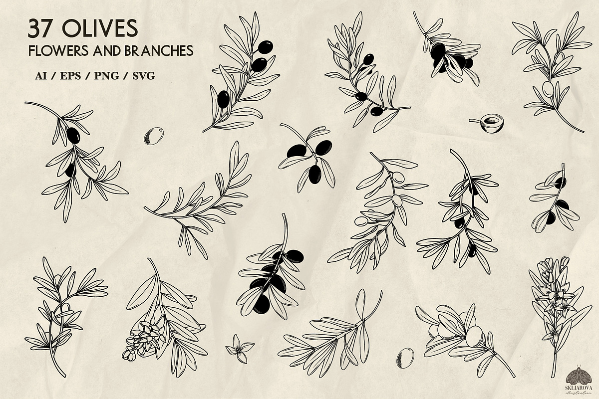 Olive line art illustrations