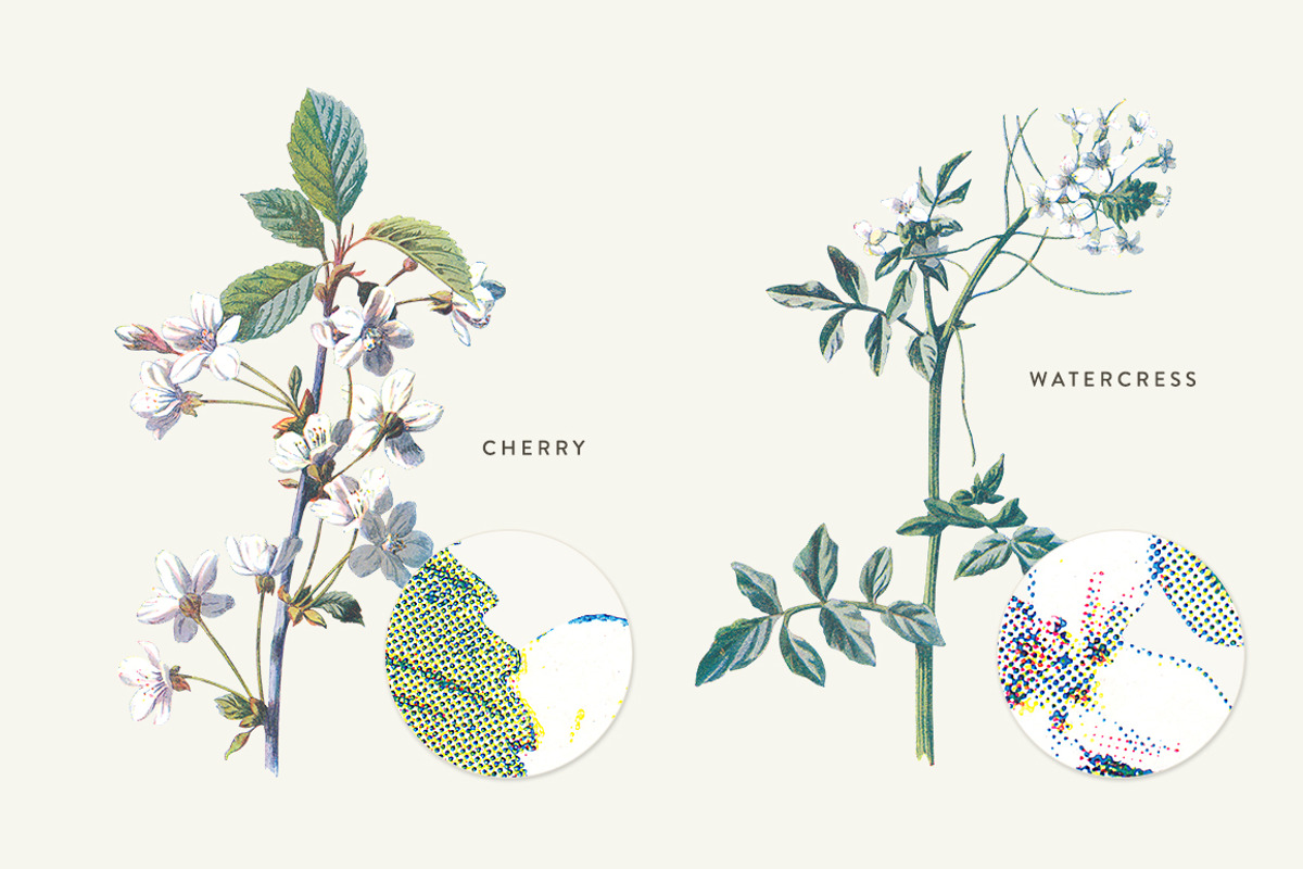 Vintage Flower Illustrations Bundle, an Illustration by Greta Ivy (Photo 33 of 62)