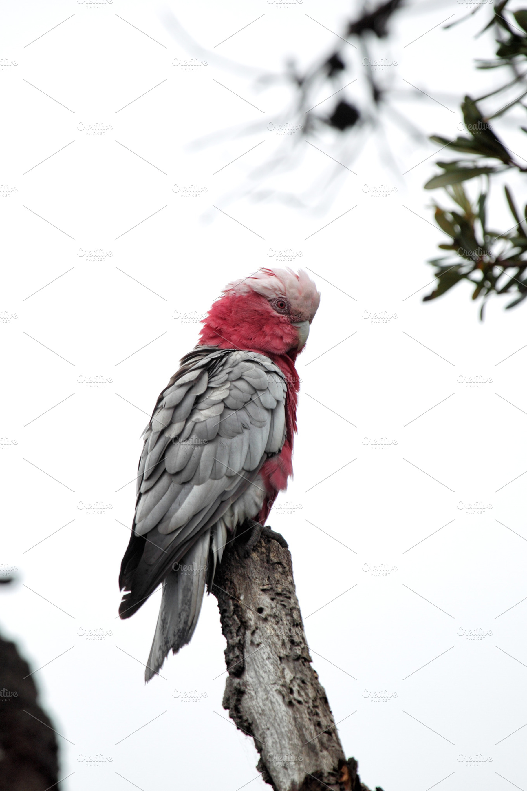 Galah eolophus roseicapilla featuring eolophus, roseicapilla, and australia, an Animal Photo by DirkR