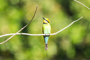 Rainbow Bee-eater