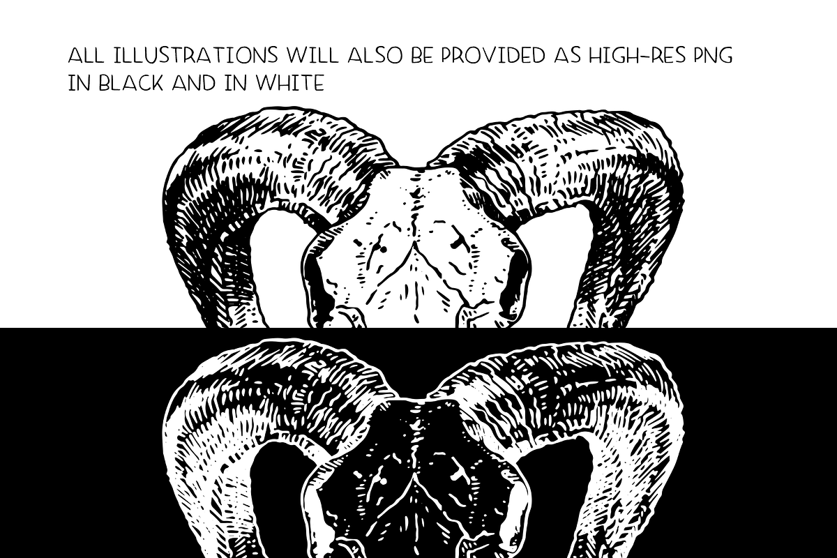 Animal skulls - vector illustrations, an Animal Illustration by Renée from Studio neetje (Photo 3 of 3)