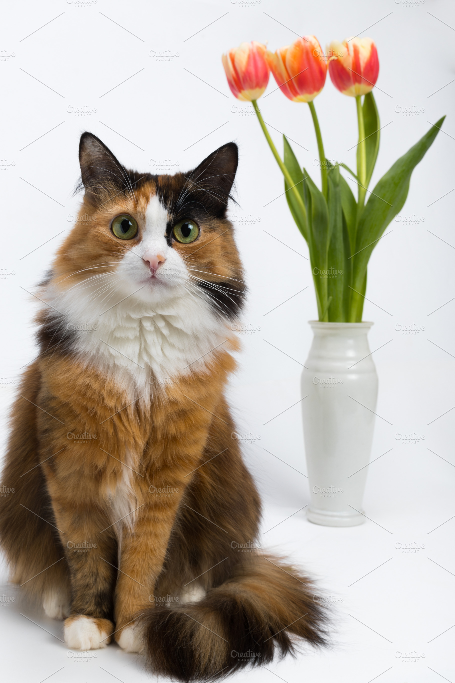 Multicolored young cat a vase of fl stock photo containing beautiful and pet, an Animal Photo by oleghz