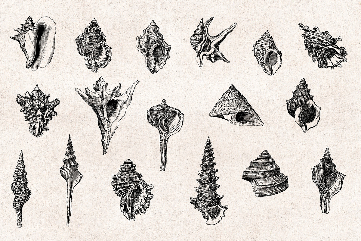 Shells - Vintage Engravings Set, an Illustration by Graphic Goods (Photo 5 of 7)