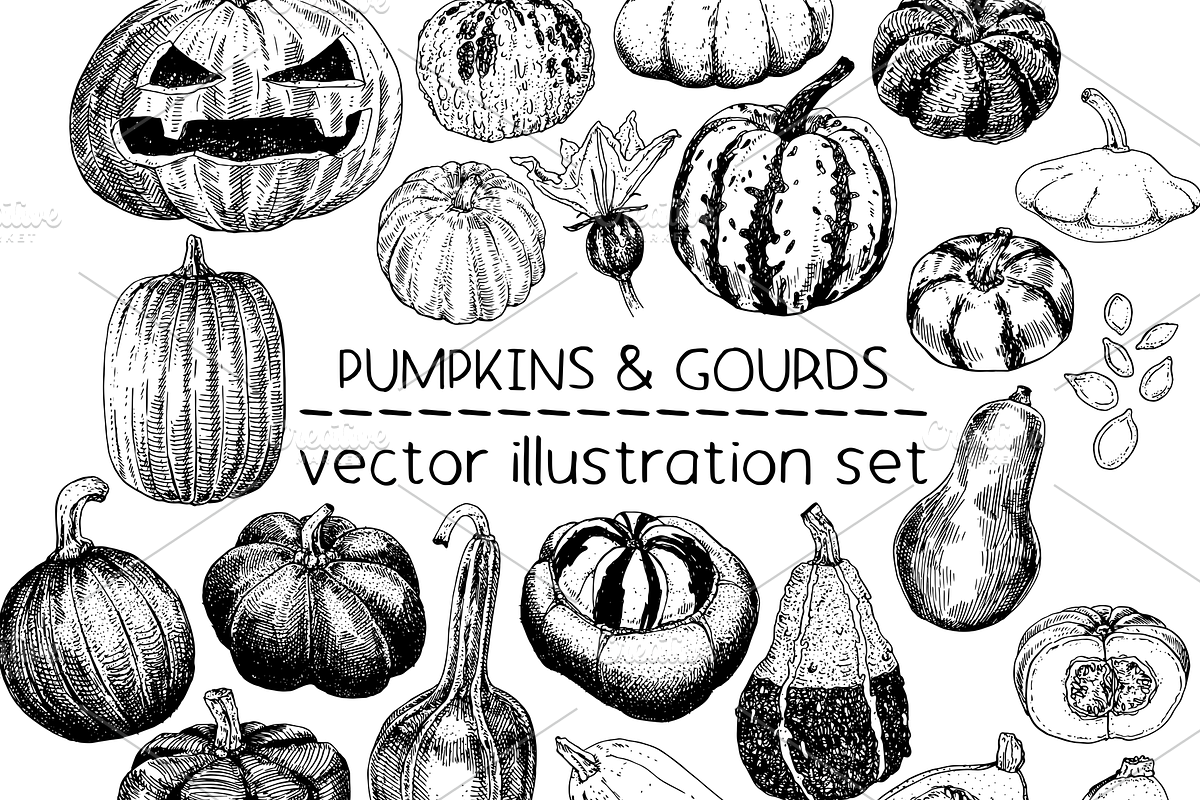 Pumpkins & Gourds - illustrations, a Food Illustration by Renée from Studio neetje (Photo 1 of 5)