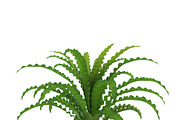 Pogostemon helferi, a Plants & Tree 3D Model by AndrewWhite (Thumbnail 5 of 9)
