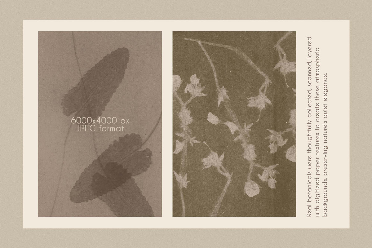 Silent Herbarium Botanical Textures, a Background Graphic by DigARTbyHavroshka (Photo 4 of 11)