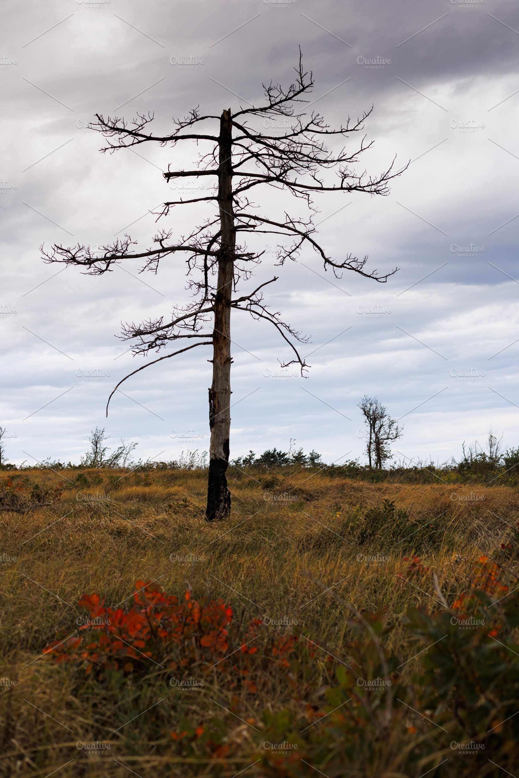 Lone dead tree on the way to the top of the mountain, a Nature Photo by Bepslabor