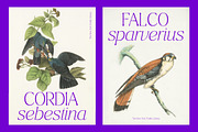 Ragmont Serif, a Serif Font by Megatype (Thumbnail 7 of 15)