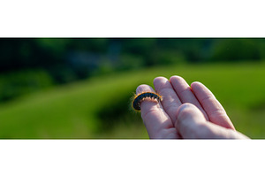 Caterpillar on finger, standing in, an Animal Photo by HalfPoint
