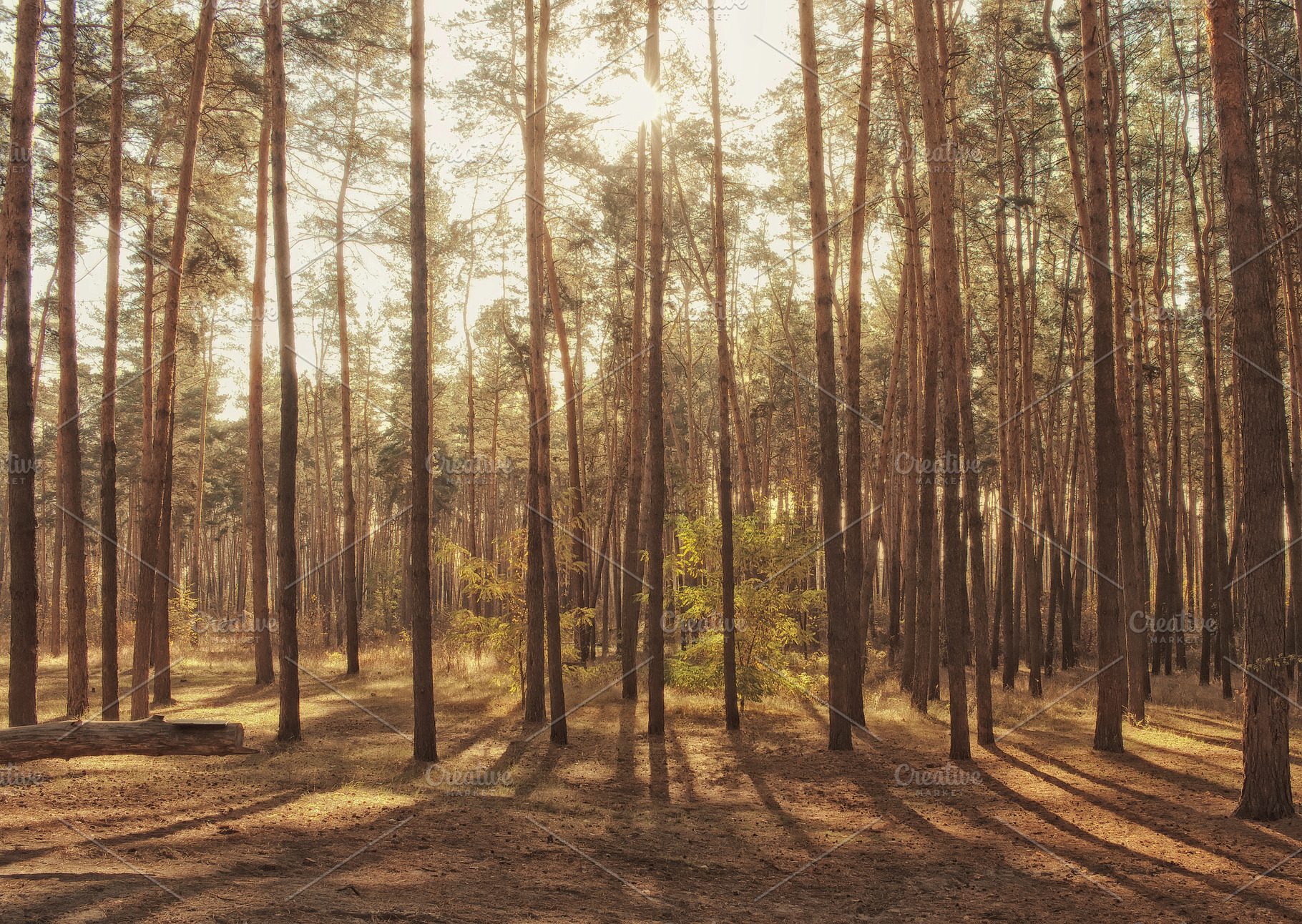 Autumn forest background stock photo containing tree and beautiful, a Nature Photo by Vladimir Kazimirov