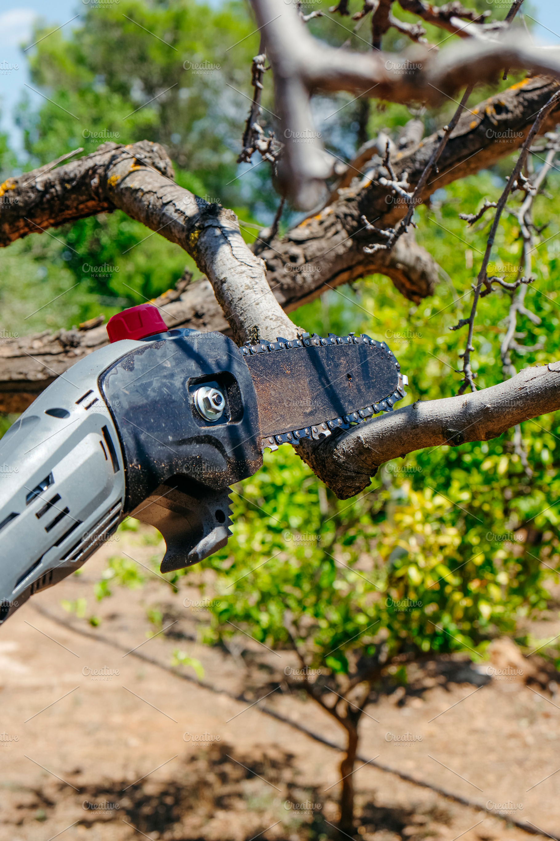 close-up of a pruning saw cutting a dry tree branch, a Photo by Nito