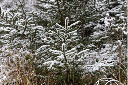 The twigs of a fir-tree with green, a Nature Photo by Illustrations&photos