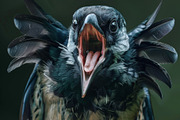 236 surprised animals, an Animal Photo by Handmadefont (Thumbnail 221 of 241)