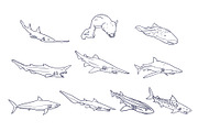 Breeds Shark Handdrawn Vol 2, an Animal Illustration by SLAB! Design (Thumbnail 3 of 3)