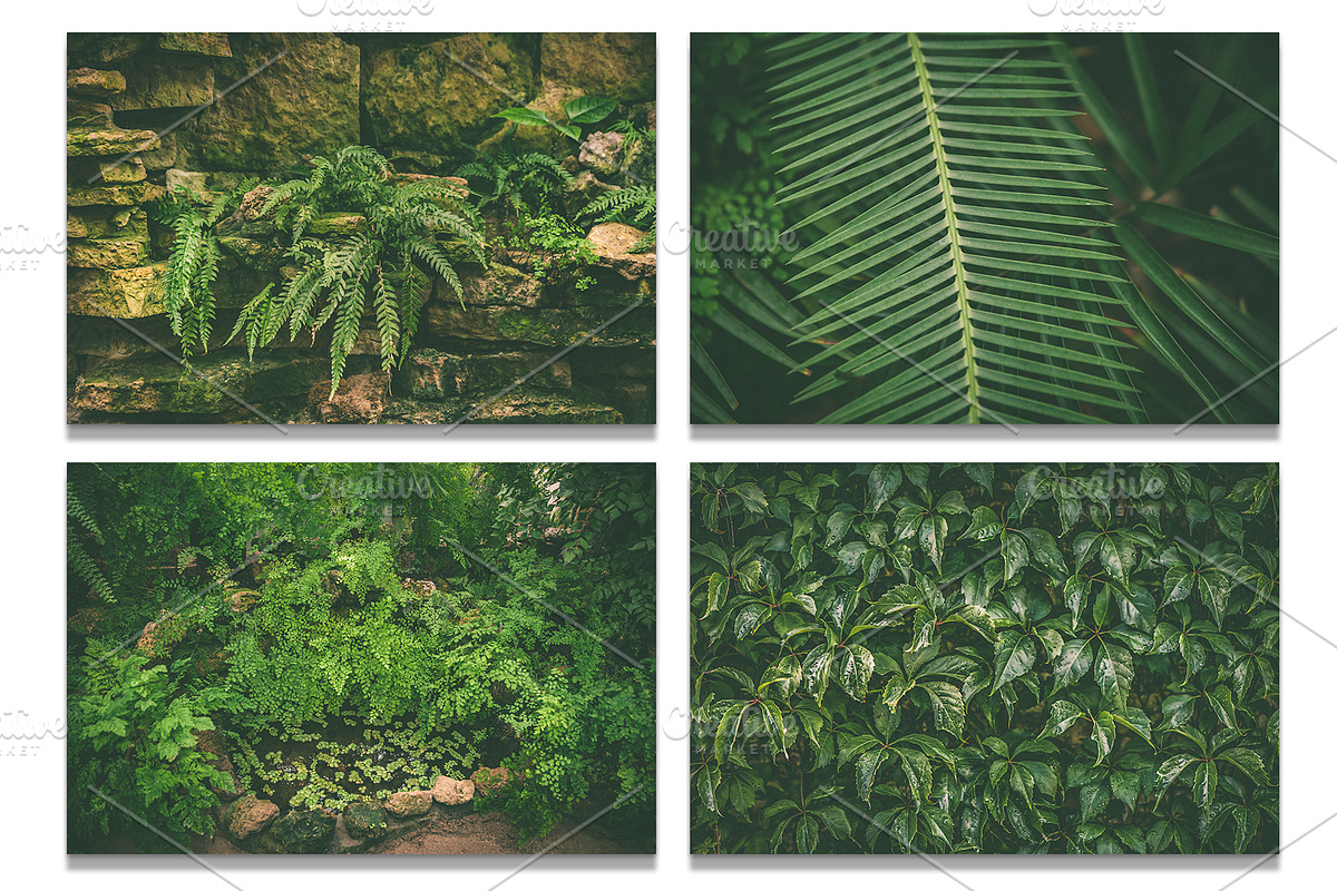 Botanical background bundle 20 jpg, a Nature Photo by WildStrawberry Magic (Photo 2 of 6)