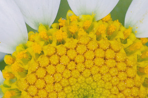 Chamomile Flower, a Nature Photo by Rob D Animal Photography