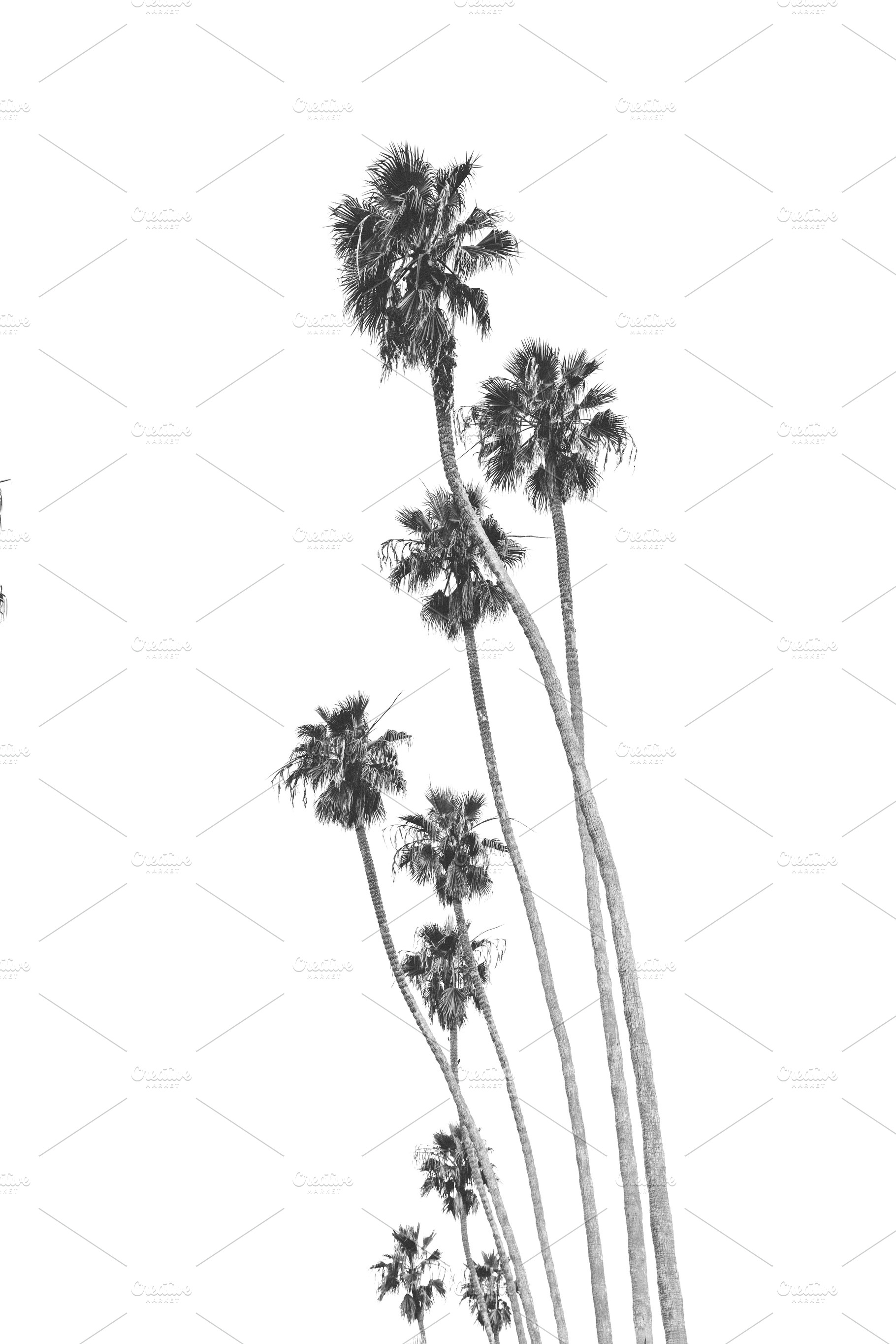 Black and White palm trees, a Nature Photo by remi + tori