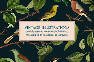 40 Vintage Birds & Branches