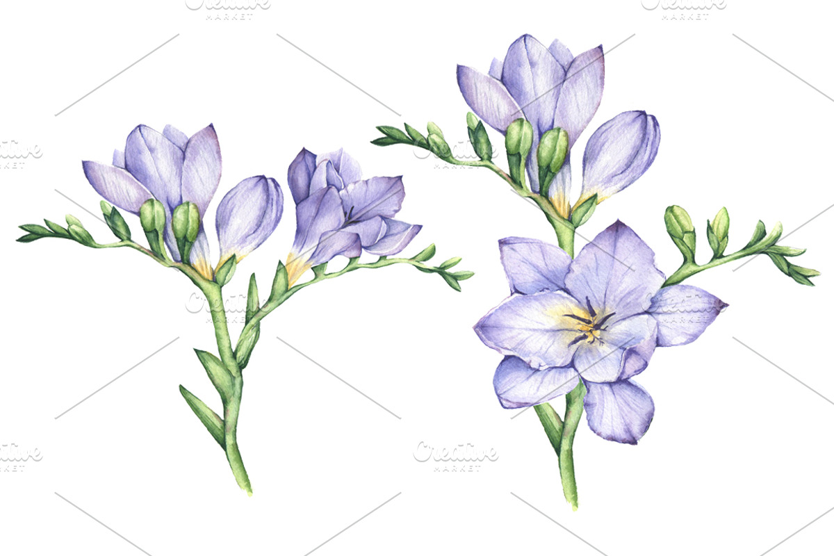Set of Watercolor Freesia Flowers, an Illustration by Imaginasty (Photo 4 of 5)