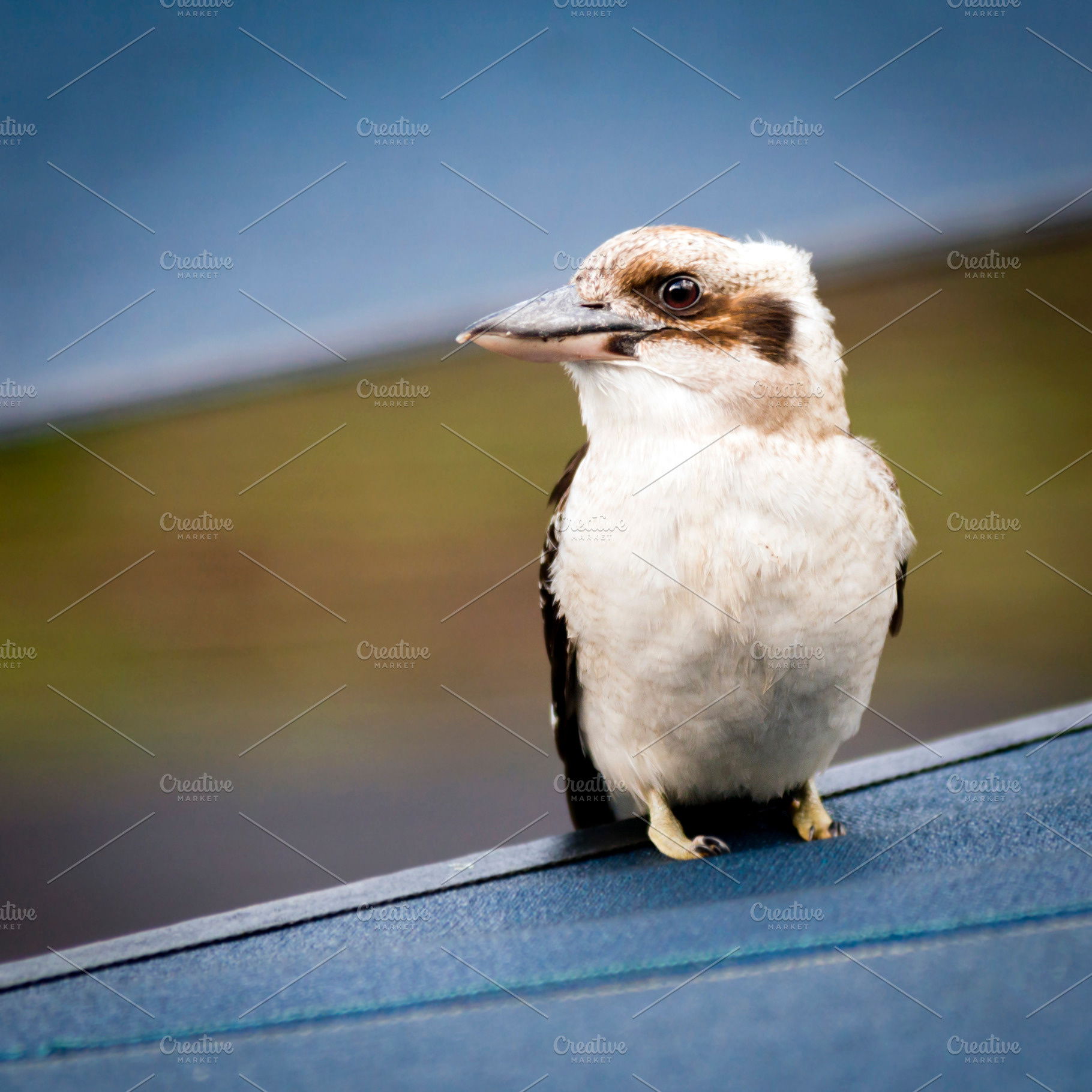Kookaburra, an Animal Photo by THP Creative