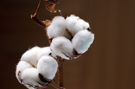Cotton flower featuring agriculture, background, and ball, a Nature Photo by oksix