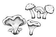 Mushrooms hand drawn set isolated, a Food Illustration by Tierre3012 (Thumbnail 3 of 3)