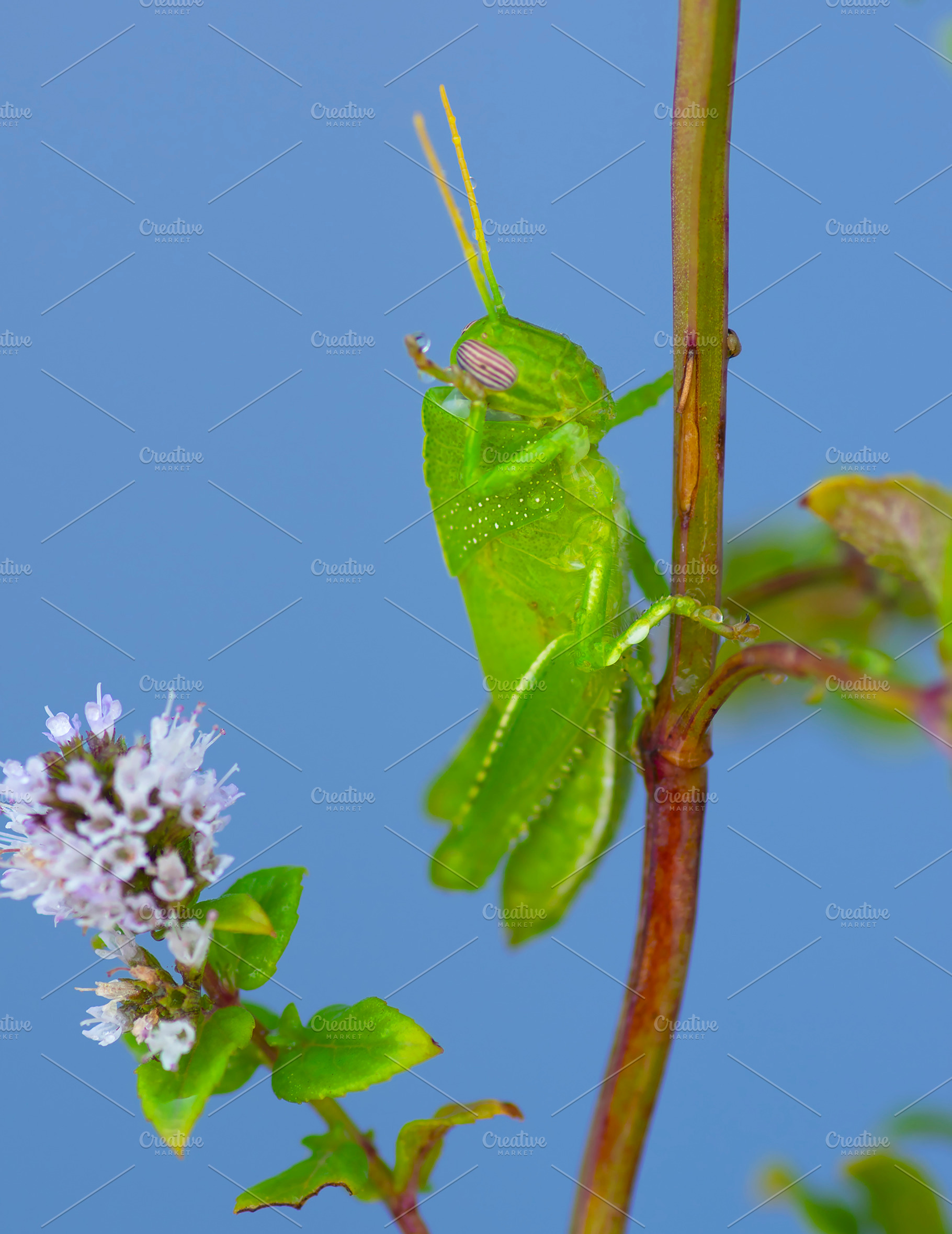 Egyptian Grasshopper washing with Dr, an Animal Photo by zhekos