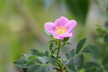 Pink flower stock photograph, a Nature Photo by Open Eye Design