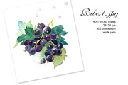Watercolor Black Сurrant, an Illustration by Marina.Markizova (Thumbnail 3 of 4)