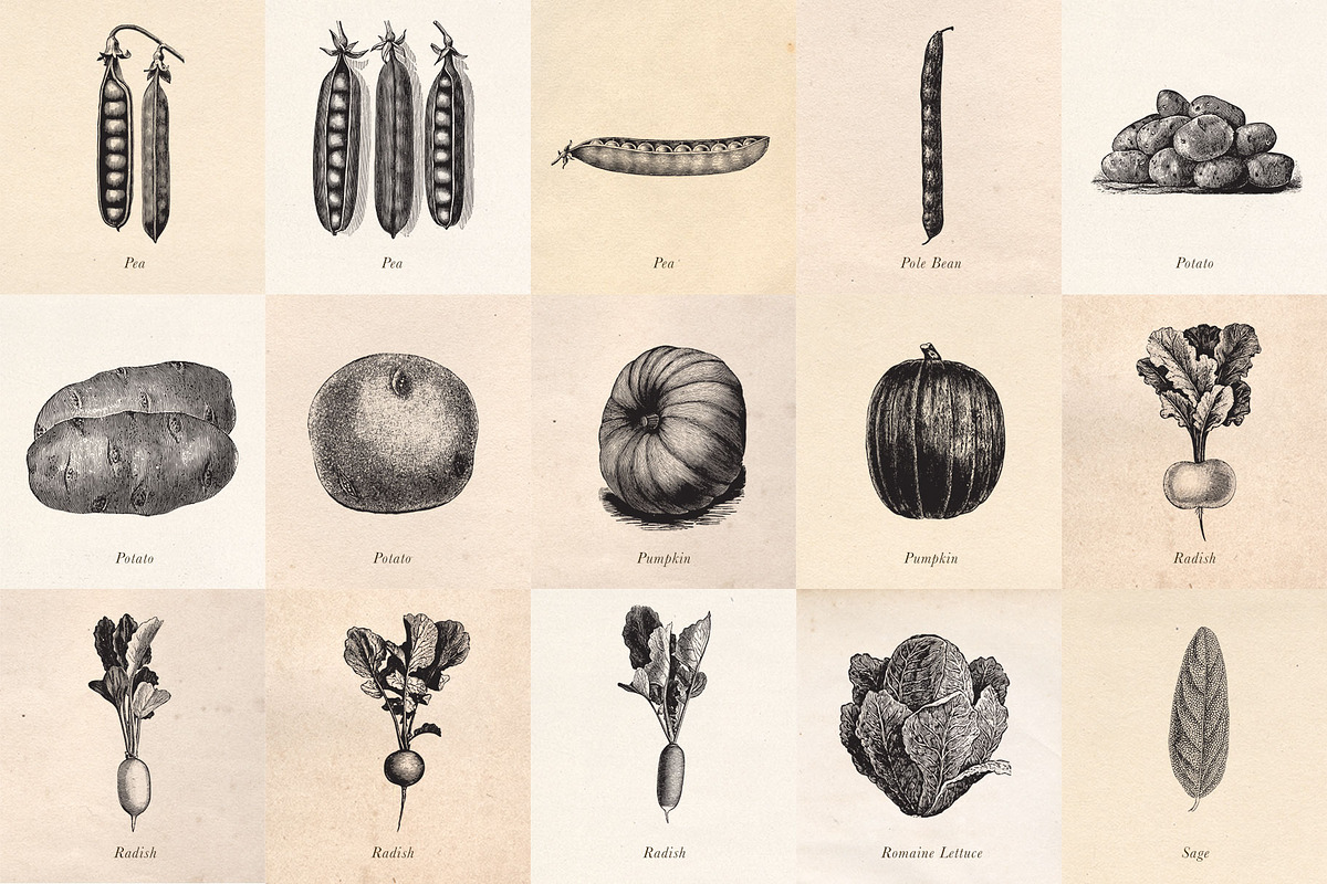 Vintage Fruit Vegetables & Flowers, an Object Graphic by Eclectic Anthology (Photo 6 of 11)