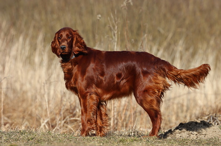 Irish setter