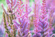 Summer Garden Collection, a Photo by Paper City Design (Thumbnail 20 of 21)