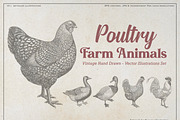 Vintage Poultry Farm Animal Set, an Animal Illustration by Kusumaillustration (Thumbnail 1 of 11)