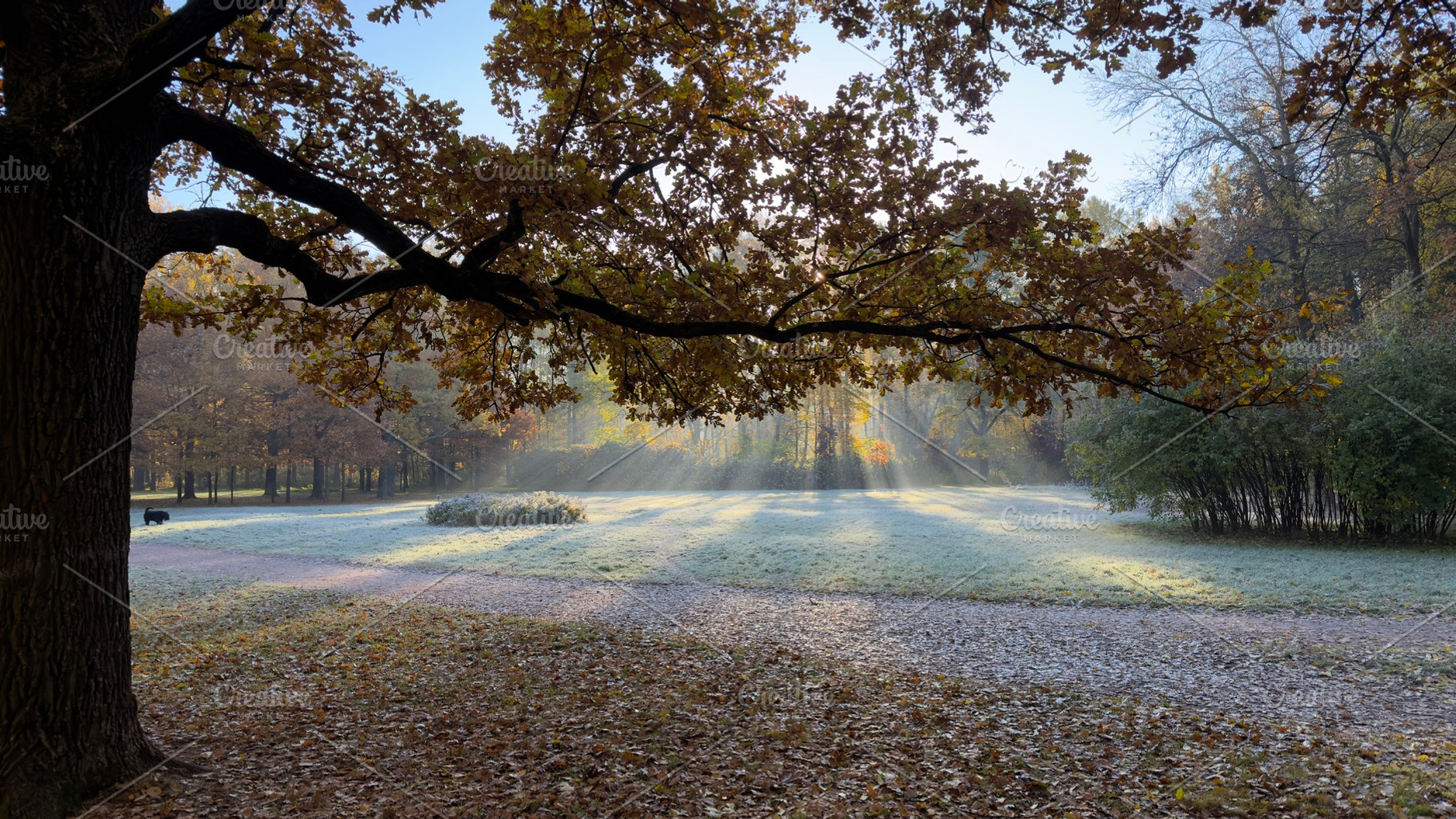 A serene park scene in early morning with sunlight filtering through trees, cas, a Nature Photo by Textures & Backgrounds