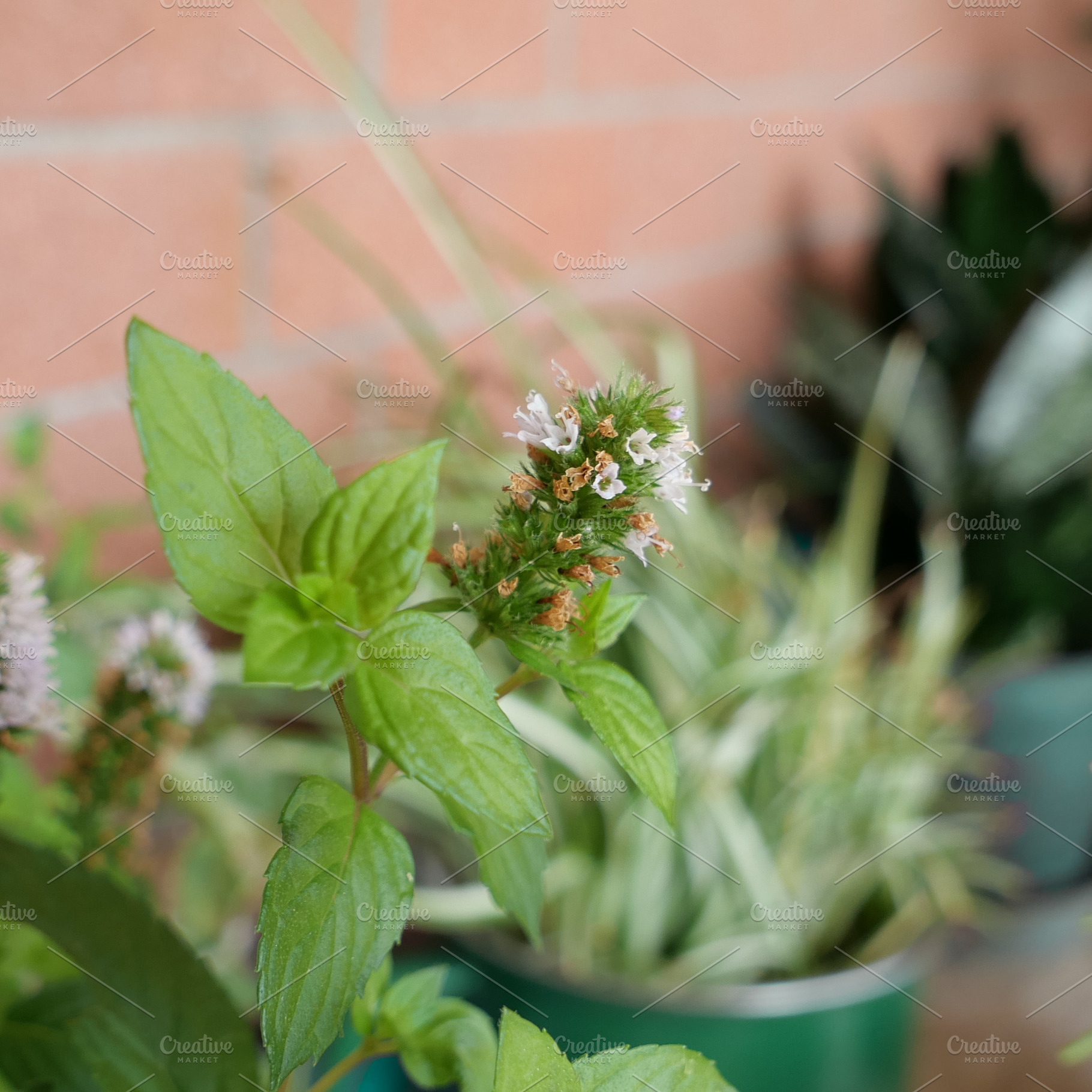 peppermint flower scient. name Mentha piperita, a Photo by WorldOfPhotos